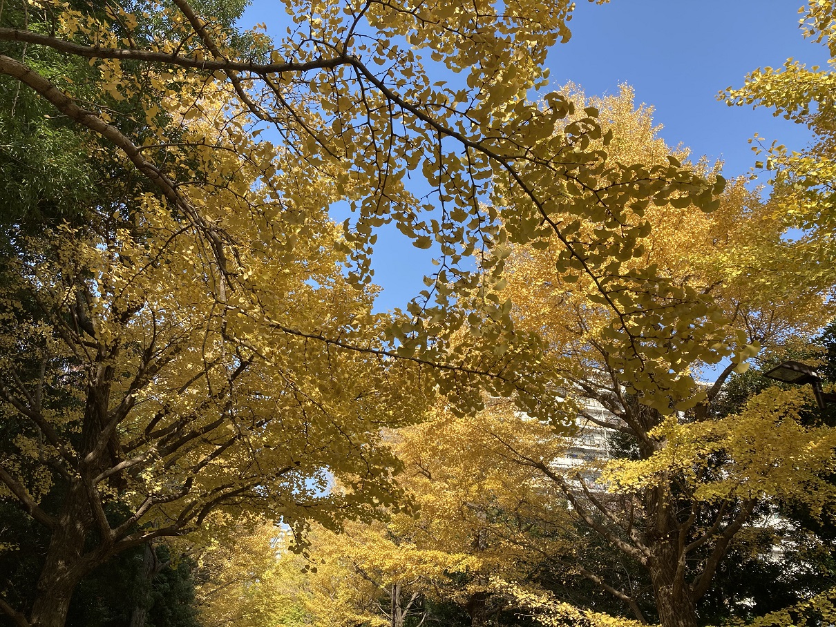 夏の雲公園 光が丘公園のイチョウ並木が見頃を迎えています 年 光が丘びいき